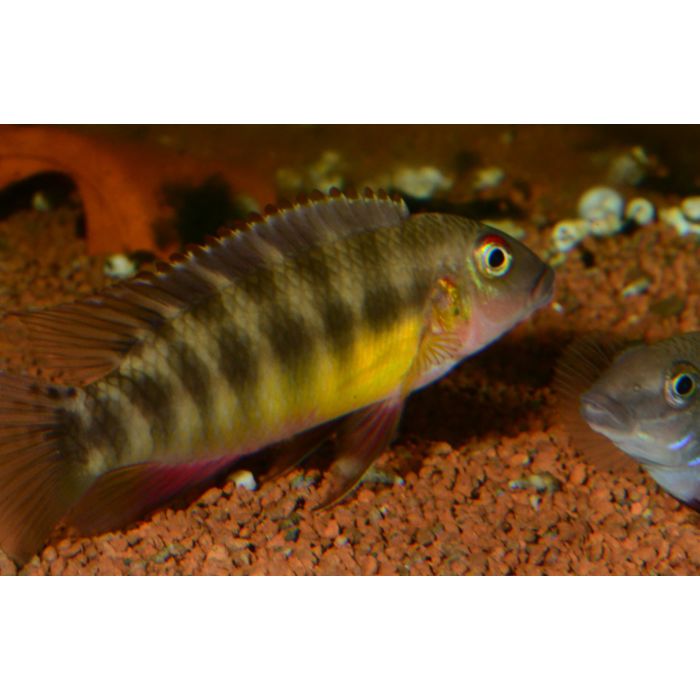 Pelvicachromis Humilis Sp. Boffa