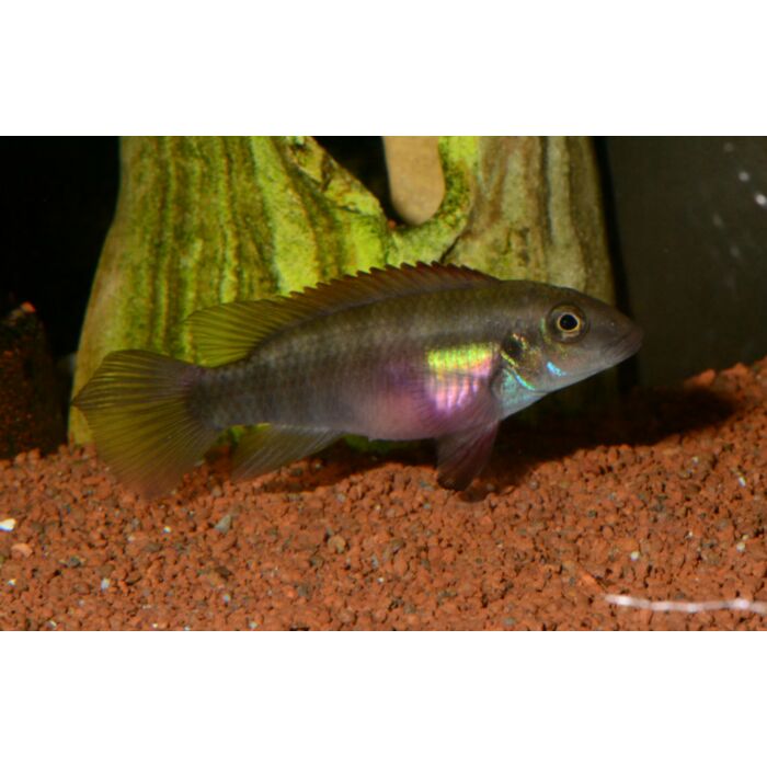 Pelvicachromis Rubrolabiatus