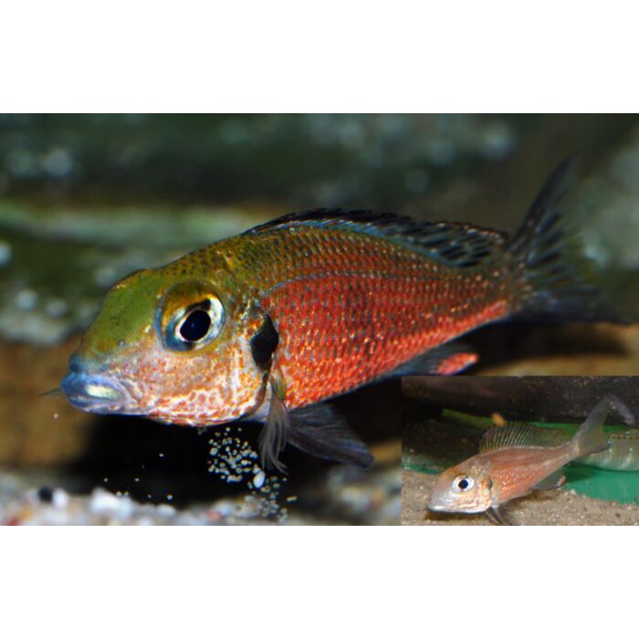 Callochromis Macrops Tanganyika Grootoog Zandcichlide