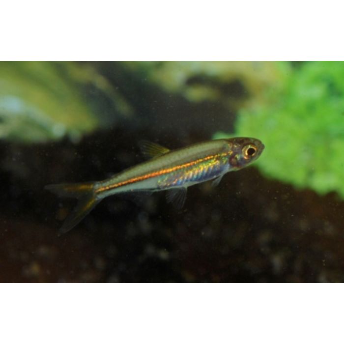 Ladigesia Roloffi / Afrikanischer Zwerglachs