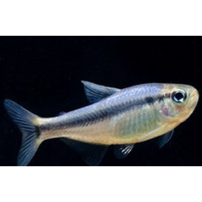 Hyphessobrycon Sp. Blue / Peru Blauwe Tetra