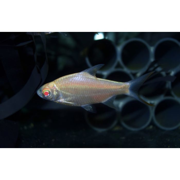 Barbonymus Schwanenfeldii Albino / / Barbeel Schwanenfeldii Albino