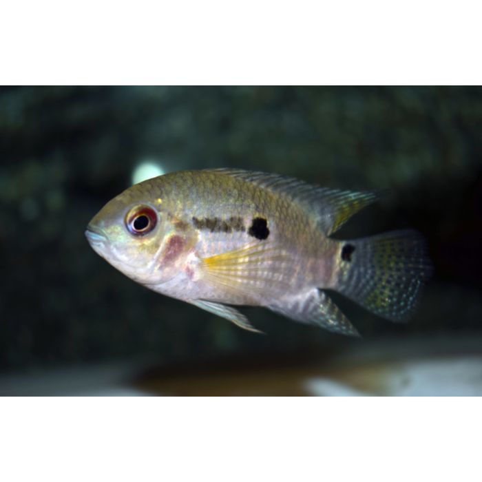 Aequidens Portalegrensis Groene Acara