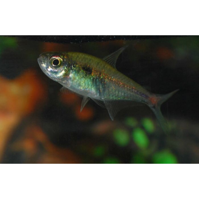 Hemigrammus Stictus / Bloedstaartzalm Brazilie