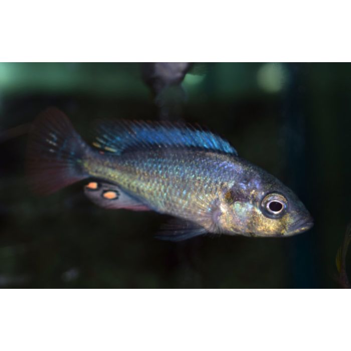 Haplochromis Nubilus