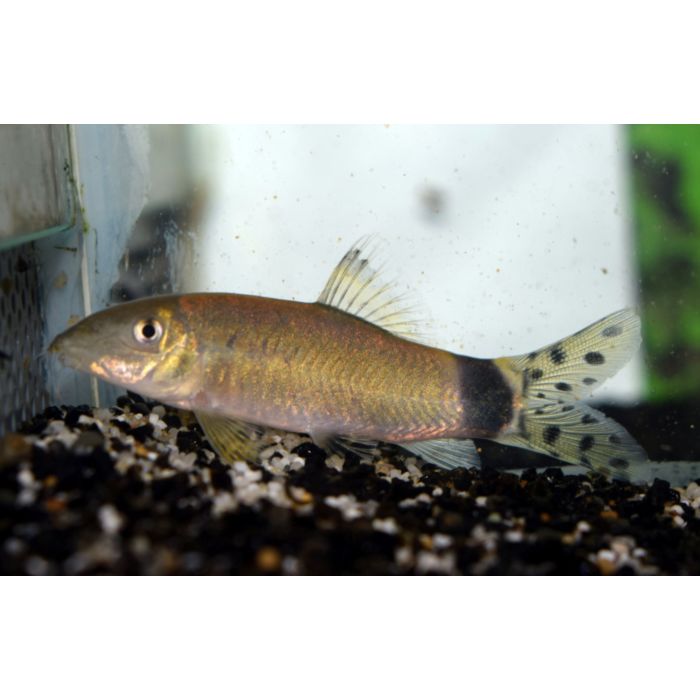 Yasuhikotakia Splendida Botia Splendida