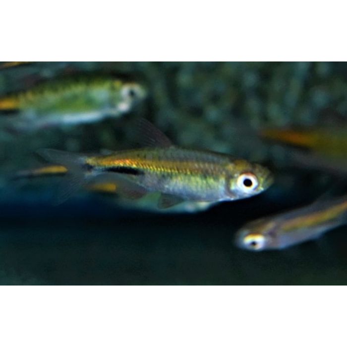 Phenacogrammus Major / Kongozalm Major