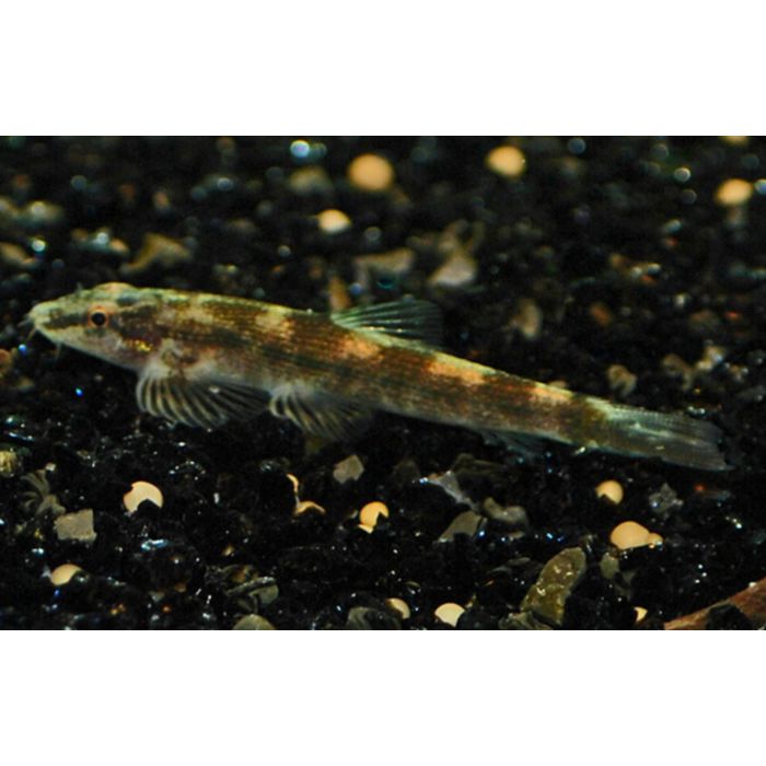 Homalopteroides Smithi M