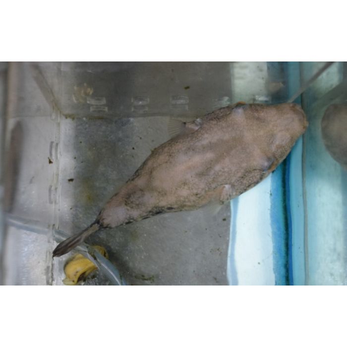 Tetraodon Suvattii / Kofferkogelvis Mekong