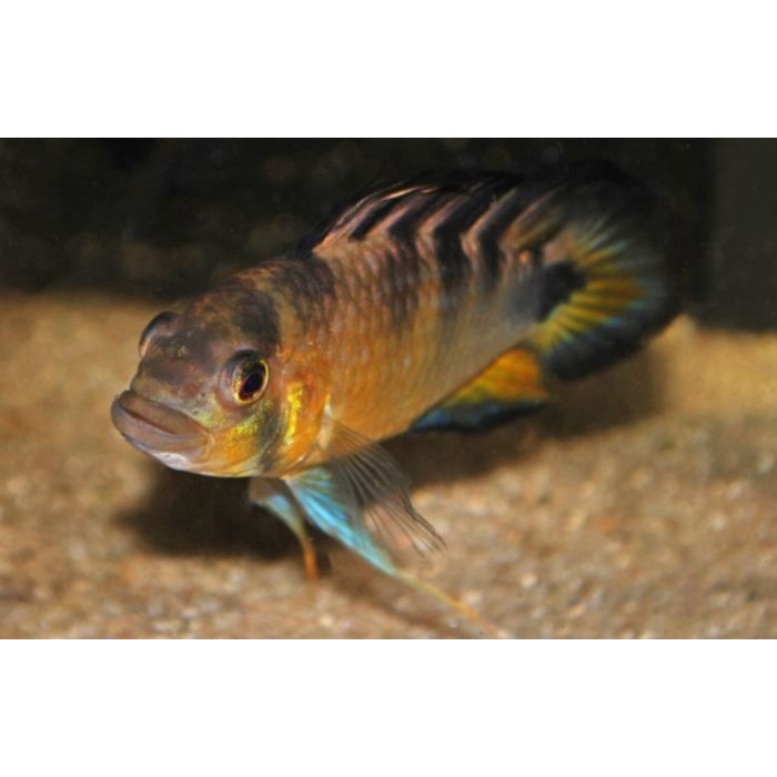 Apistogramma Rositae