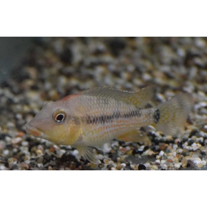 Geophagus Steindachneri / Aardeter Steindachneri