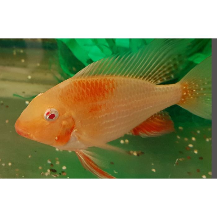 Acarichthys Heckelii Variatus Albino