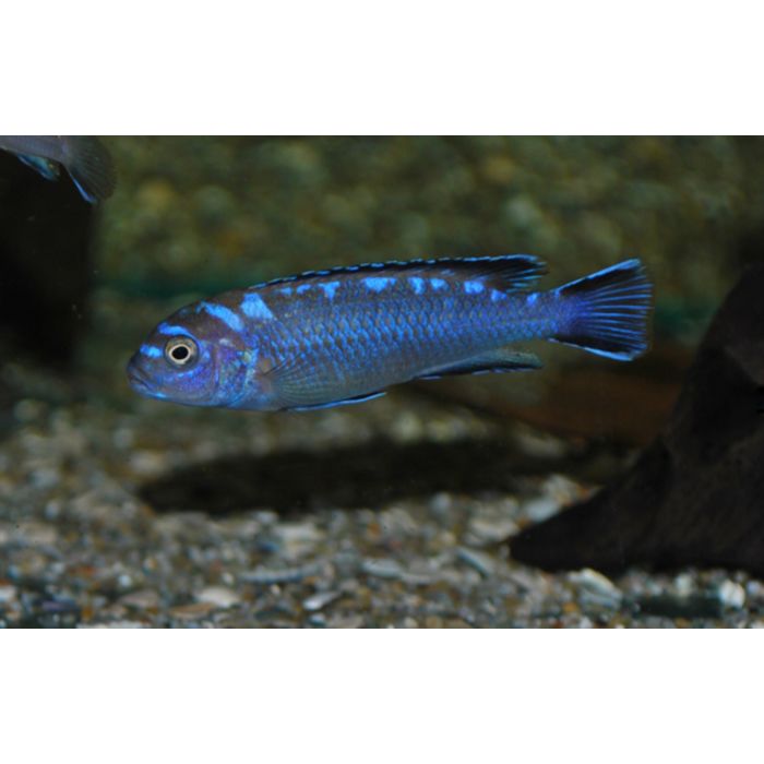 Pseudotropheus Elongatus Neon Spot