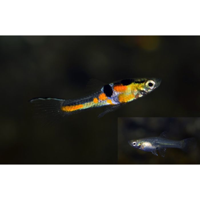 Poecilia Wingei Top Sword Light Blue M