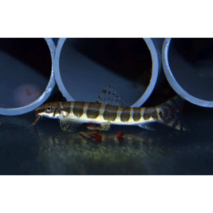 Serpenticobitis Octozona / Modderkruiper Serpenticobitis Octozona