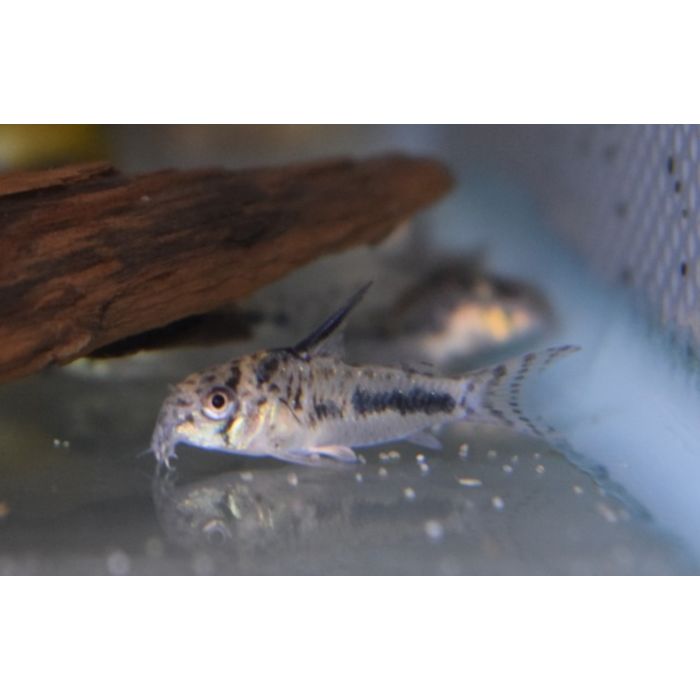 Corydoras Sipaliwini / Pantsermeerval Sipaliwini