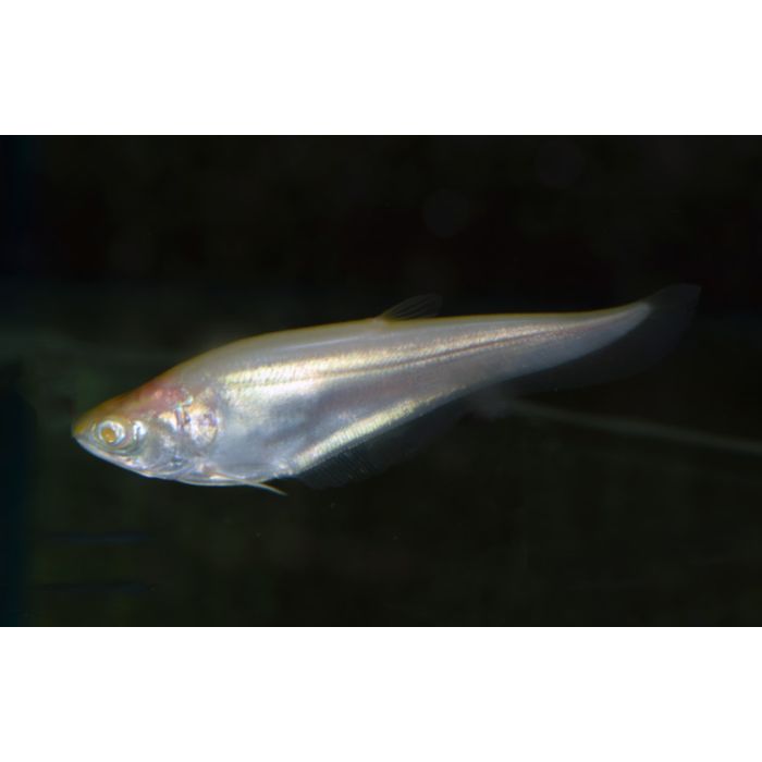 Chitala Ornata Gold / Clown Mesvis Goud