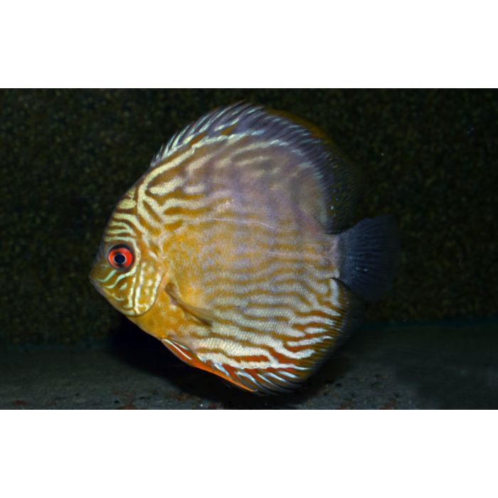 Symphysodon Aequifasciatus Discus Rio Negro