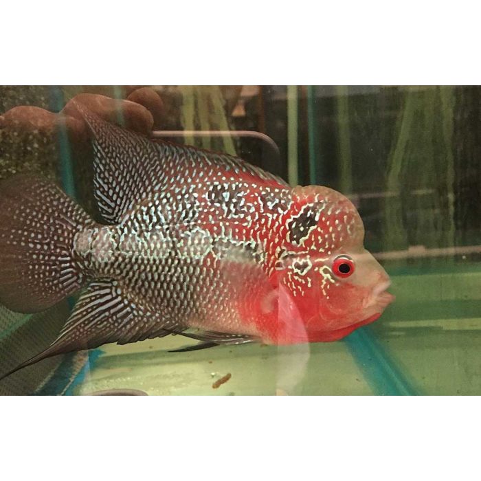 Cichlidae Sp. Flowerhorn Red Pearl<br>Maximale lengte: 25cm