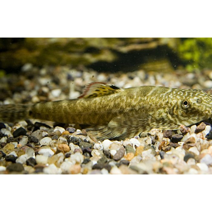 Pseudogastromyzon Myersi Algeneter