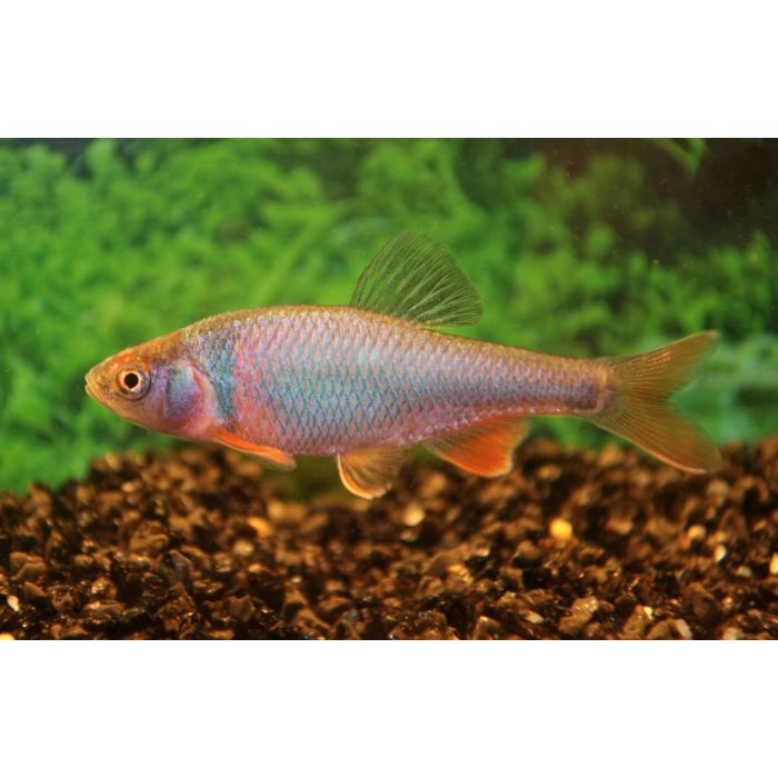 Notropis Lutrensis / Roodvin Winde