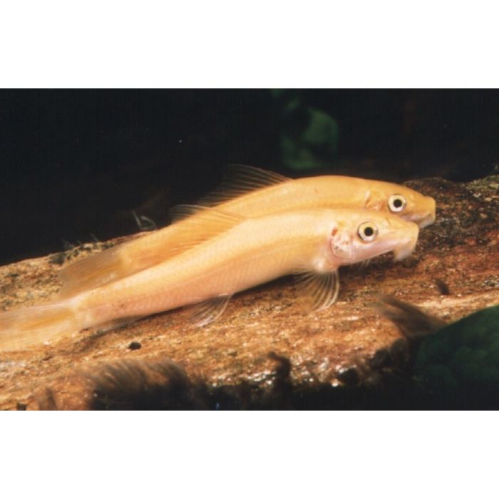 Gyrinocheilus Aymonieri / Chinese Algeneter Goud