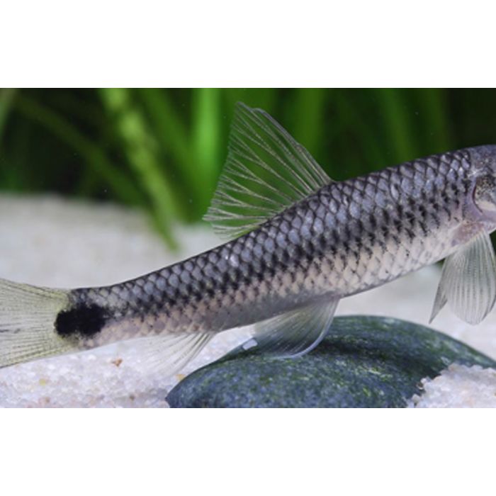 Crossocheilus Reticulatus / Algeneter Reticulatus