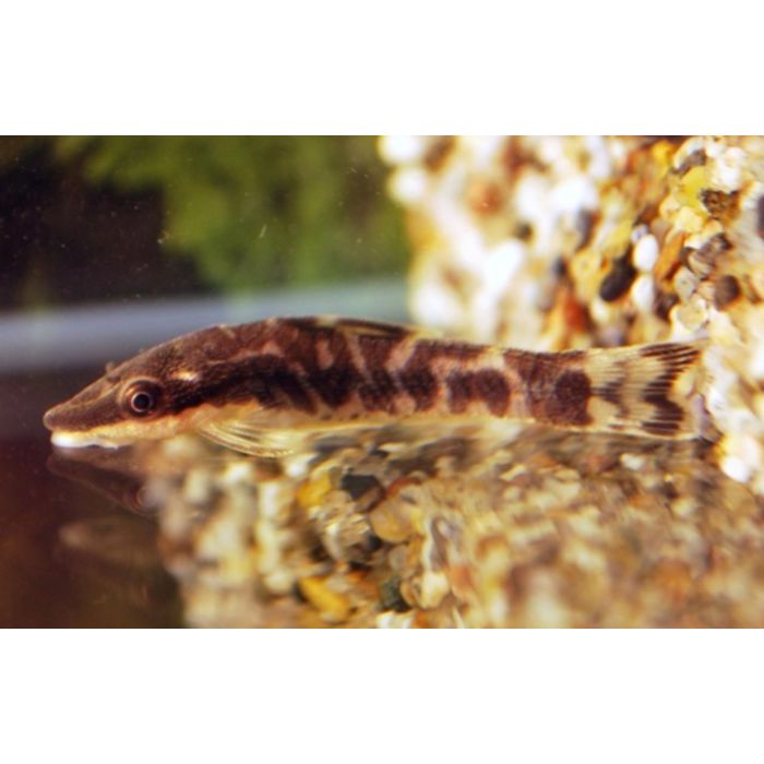 Otocinclus Cocama / Zebra Dwergalgenter