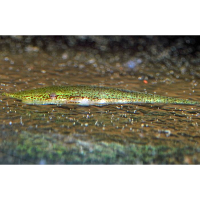 Acestridium Dichromum