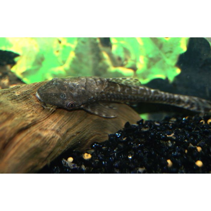 Hypoptopoma Gulare / Reuzen Otocinclus Gulare