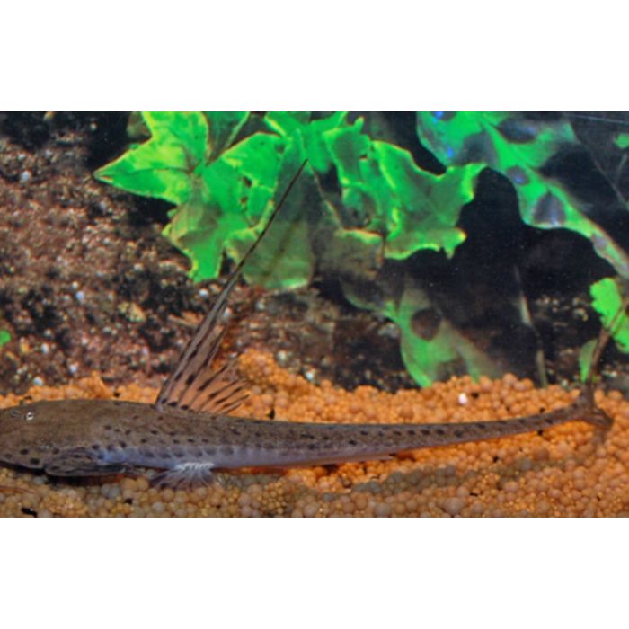 Planiloricaria Cryptodon / Zweepstaart Cryptodon