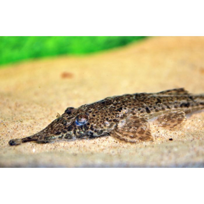 Hemiodontichthys Acipenserinus / Zweepstaart Acipenserinus