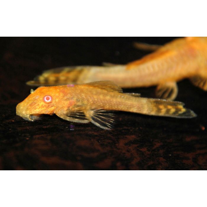 Ancistrus Temminckii Goud Albino