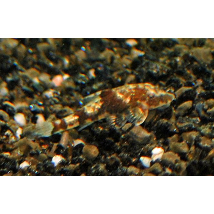 Parotocinclus Sp. Peru 3 / Parotocinclus Peru Green Bee