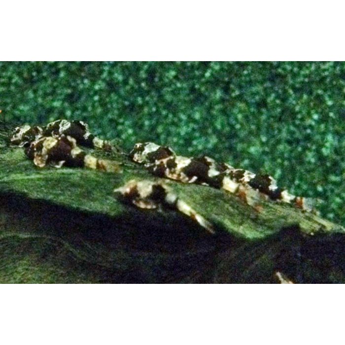 Parotocinclus Sp. Peru 3 / Parotocinclus Peru Green Bee