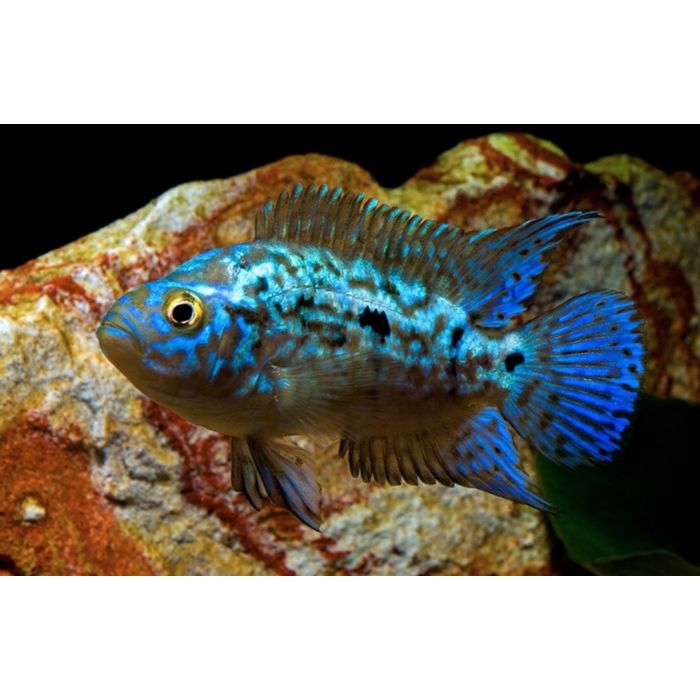 Rocio Octofasciata Electric Blue / Blue Dempsey Cichlide