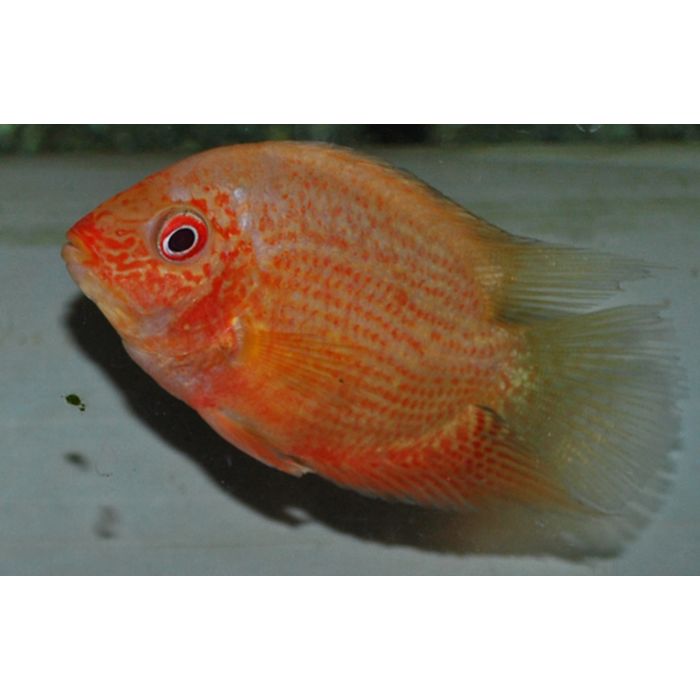 Heros Sp. Red Spotted