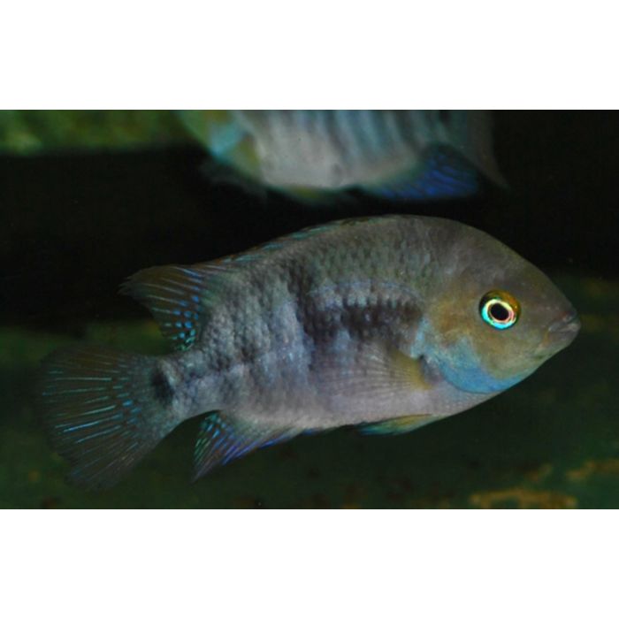 Amatitlania Sajica / T-Streepcichlide S