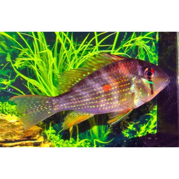 Acarichthys Heckelii