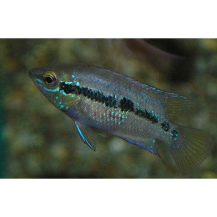 Trichromis Salvini / Vlagcichlide