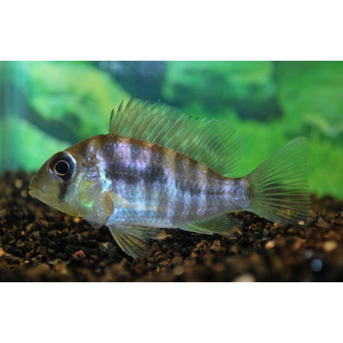 Gymnogeophagus Balzanii / Aardeter Balzanii