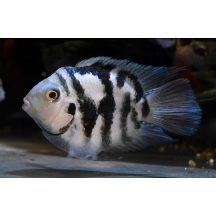 Amatitlania Nigrofasciata Coral Blue