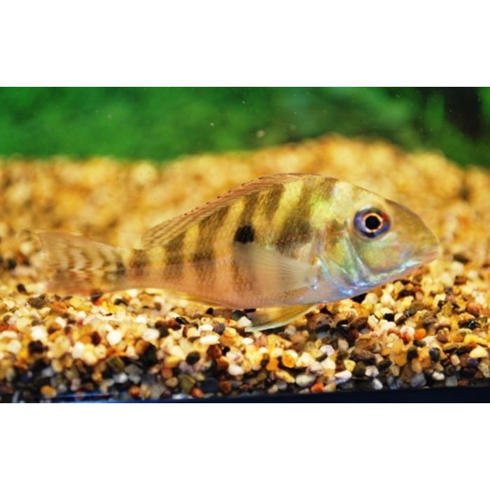 Geophagus Surinamensis / Roodstreep Aardeter