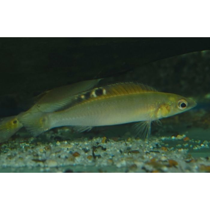 Crenicichla Regani / Dwergsnoekcichlide Regani