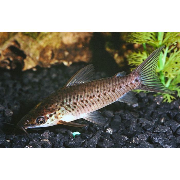 Dianema Longibarbis / Patrijspoort Meerval