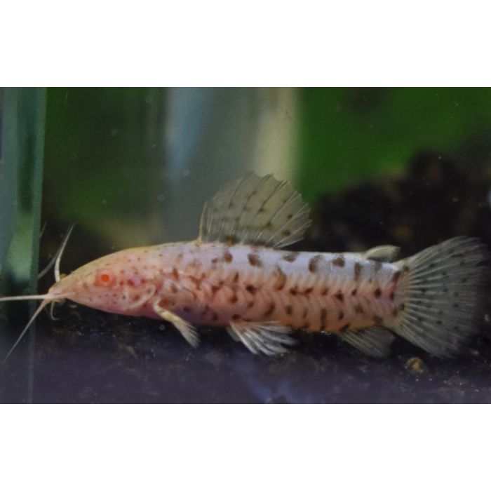 Megalechis Thoracata Albino / Gevlekte Pantsermeerval Albino