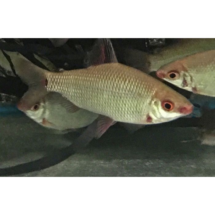 Distichodus Affinis Lefini / Zilver Distichodus Lefini