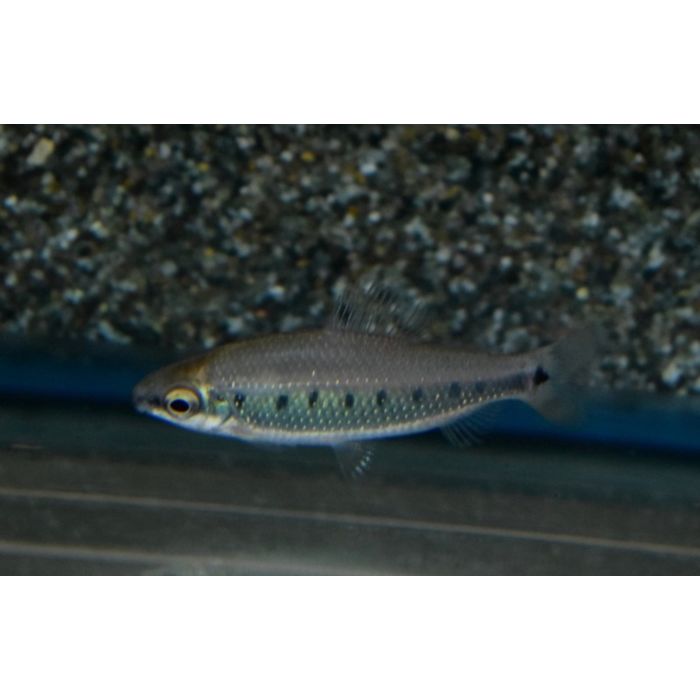 Distichodus Decemmaculatus