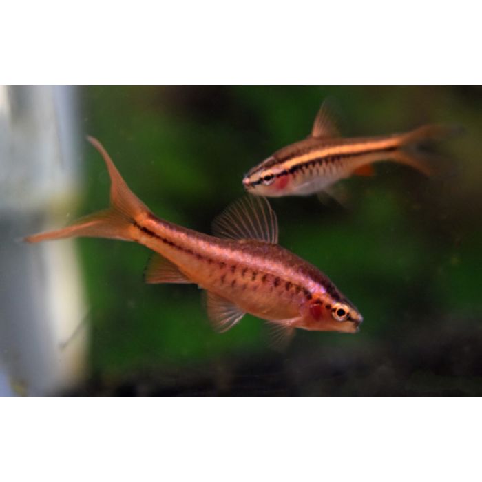 Puntius Titteya Long Fin / / Sherry Barbeel Sluier