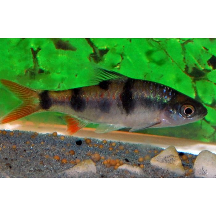 Dawkinsia Tambraparniei / Barbeel Arulius